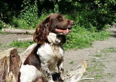 River Dart Expedition